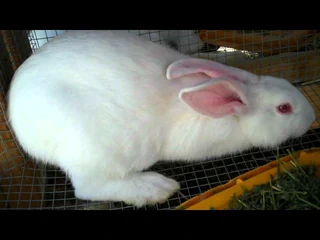 BEAUTIFUL BUNNIES AVAILABLE FOR SALE