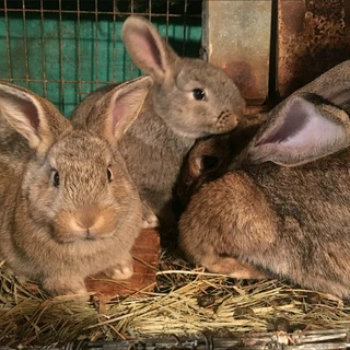 Beautiful Bunnies Available For Sale