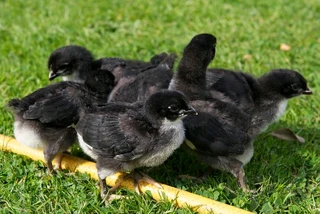 QUALITY BLACK AUSTRALORP CHICKS &amp; FERTILE EGGS FOR SALE