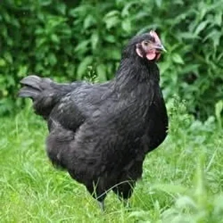 QUALITY BLACK AUSTRALORP CHICKS &amp; FERTILE EGGS FOR SALE