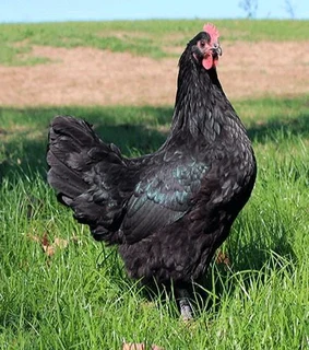 QUALITY BLACK AUSTRALORP CHICKS &amp; FERTILE EGGS FOR SALE