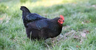 QUALITY BLACK AUSTRALORP CHICKS &amp; FERTILE EGGS FOR SALE