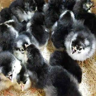 QUALITY HERITAGE CHICKEN BREEDS FOR SALE