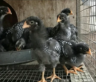 QUALITY HERITAGE CHICKEN BREEDS FOR SALE