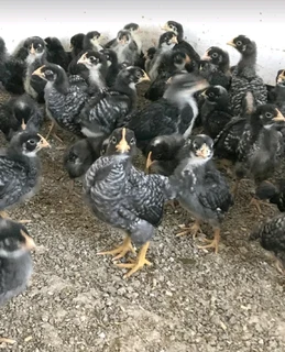 QUALITY HERITAGE CHICKEN BREEDS FOR SALE