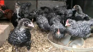 QUALITY HERITAGE CHICKEN BREEDS FOR SALE