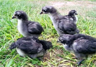 BLACK AUSTRALORP CHICKS &amp; FERTILE EGGS FOR SALE