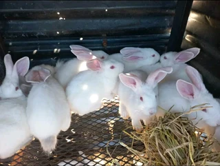 Beautiful Bunnies Available For Sale