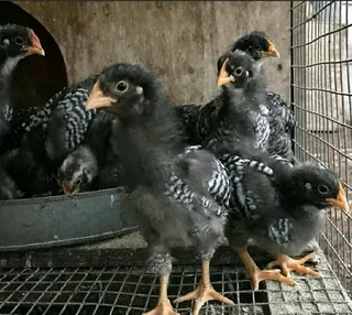 QUALITY POTCH KOEKOE CHICKS FOR SALE