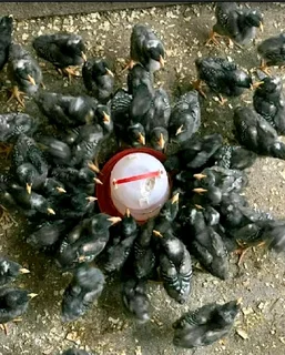 QUALITY POTCH KOEKOE CHICKS FOR SALE