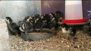 QUALITY POTCH KOEKOE CHICKS FOR SALE