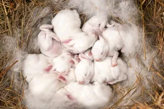 BEAUTIFUL BUNNIES AVAILABLE FOR SALE