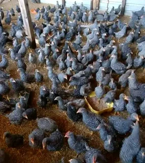 Potch Koekoe Chicks For Sale