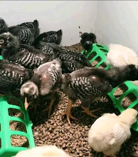 POTCH KOEKOE CHICKS FOR SALE