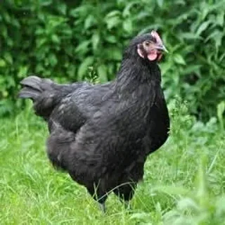 BLACK AUSTRALORP CHICKS &amp; FERTILE EGGS FOR SALE