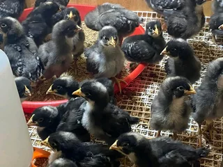 POTCH KOEKOE CHICKS AVAILABLE FOR SALE