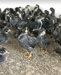 POTCH KOEKOE CHICKS AVAILABLE FOR SALE