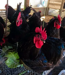 BLACK AUSTRALORP FERTILE EGGS &amp; CHICKS FOR SALE