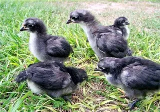 BLACK AUSTRALORP FERTILE EGGS &amp; CHICKS FOR SALE
