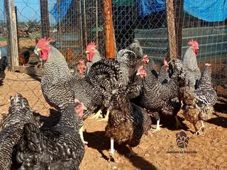 POTCH KOEKOE CHICKS FOR SALE