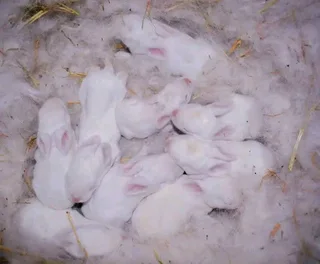 QUALITY NEWZEALAND WHITE RABBITS FOR SALE