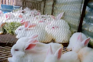 QUALITY NEWZEALAND WHITE RABBITS FOR SALE