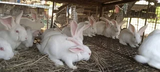 BEAUTIFUL BUNNIES AVAILABLE FOR SALE