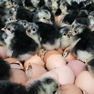 Black Australorp Fertile Eggs For Sale