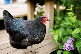 BLACK AUSTRALORP FERTILE EGGS FOR SALE