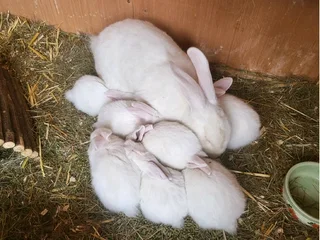 Newzealand White Rabbits For Sale