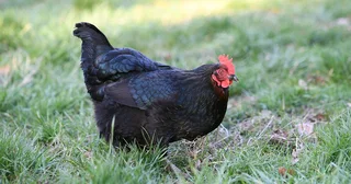 BLACK AUSTRALORP FERTILE EGGS FOR SALE