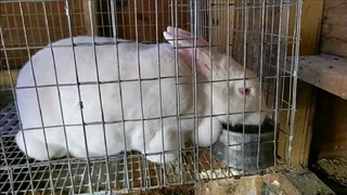 BEAUTIFUL BUNNIES AVAILABLE FOR SALE