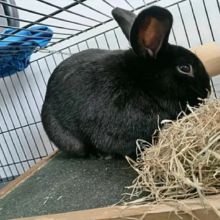 BEAUTIFUL BUNNIES AVAILABLE FOR SALE