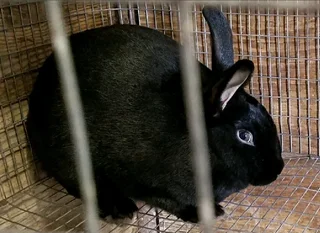 A Variety Of Pure Breeds Available For Sale