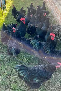 BLACK AUSTRALORP FERTILE EGGS FOR SALE