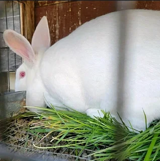 NEWZEALAND WHITE RABBITS FOR SALE