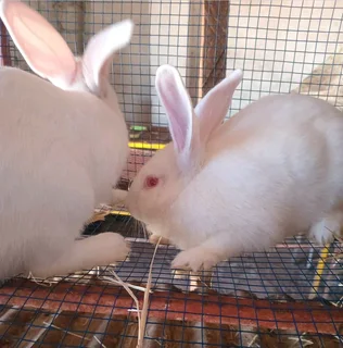 NEWZEALAND WHITE RABBITS FOR SALE