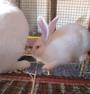 NEWZEALAND WHITE RABBITS FOR SALE