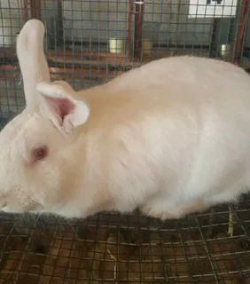 NEWZEALAND WHITE RABBITS FOR SALE