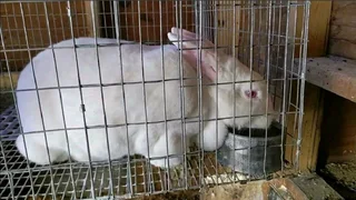 BEAUTIFUL BUNNIES AVAILABLE FOR SALE
