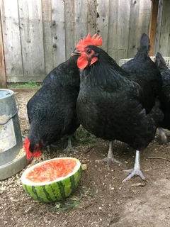 Black Australorp Fertile Eggs For Sale