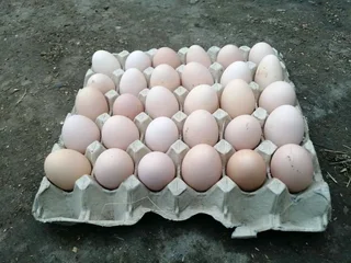 Quality black australorp fertile eggs available for sale