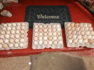 Quality black australorp fertile eggs available for sale