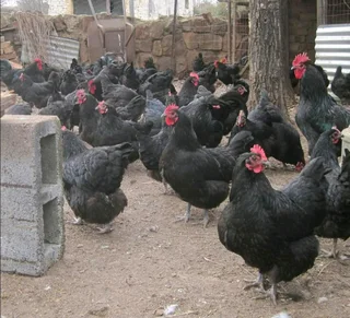 Quality black australorp fertile eggs available for sale