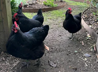 Quality black australorp fertile eggs available for sale