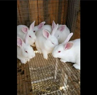 Quality beautiful bunnies available for sale
