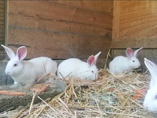 Quality newzealand white rabbits available for sale