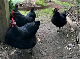 BLACK AUSTRALORP FERTILE EGGS FOR SALE