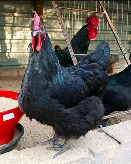BLACK AUSTRALORP FERTILE EGGS FOR SALE