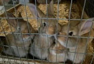 FLEMISH GIANT KITS AVAILABLE FOR SALE